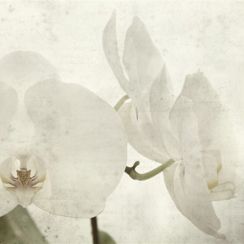 Beyaz Orkide Duvar Kağıdı W6614