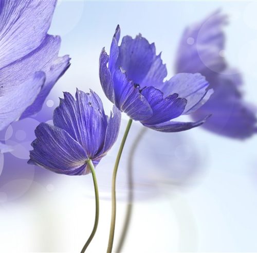 Mor Gelincik Duvar Kağıdı W6615