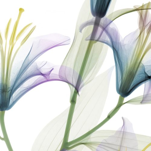 Mavi Çiçek Duvar Kağıdı W6671