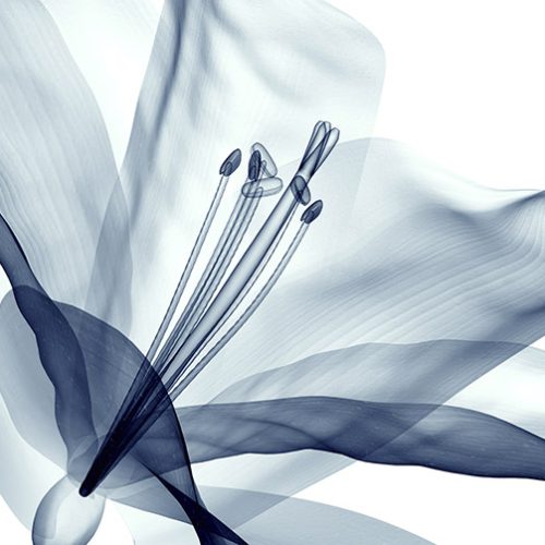 Çiçek Buketi Duvar Kağıdı W6673