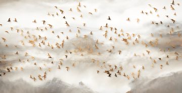 Vescon Duvar Kağıdı